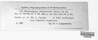 Peronospora arborescens image